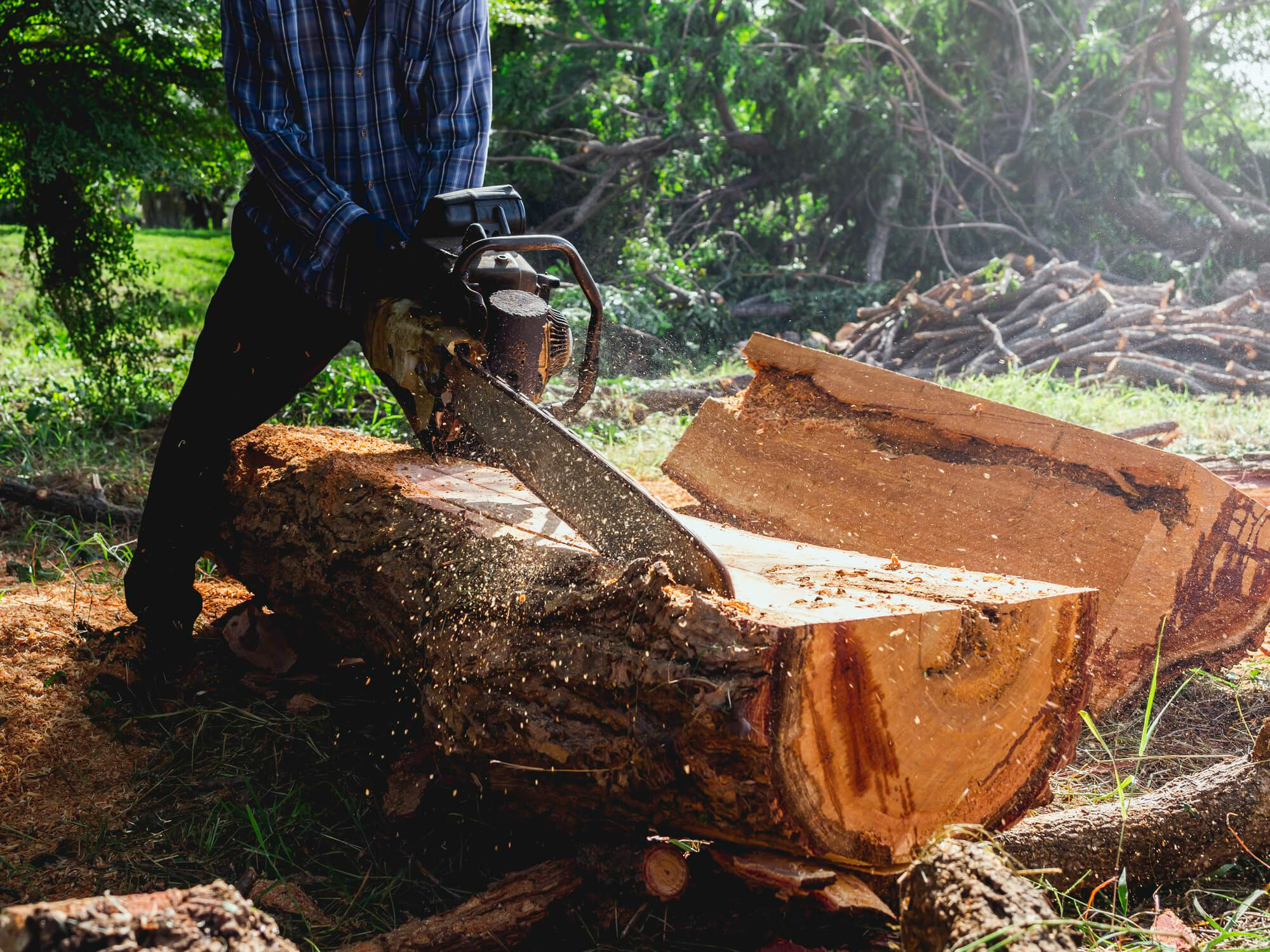 Tree Felling Port Elizabeth