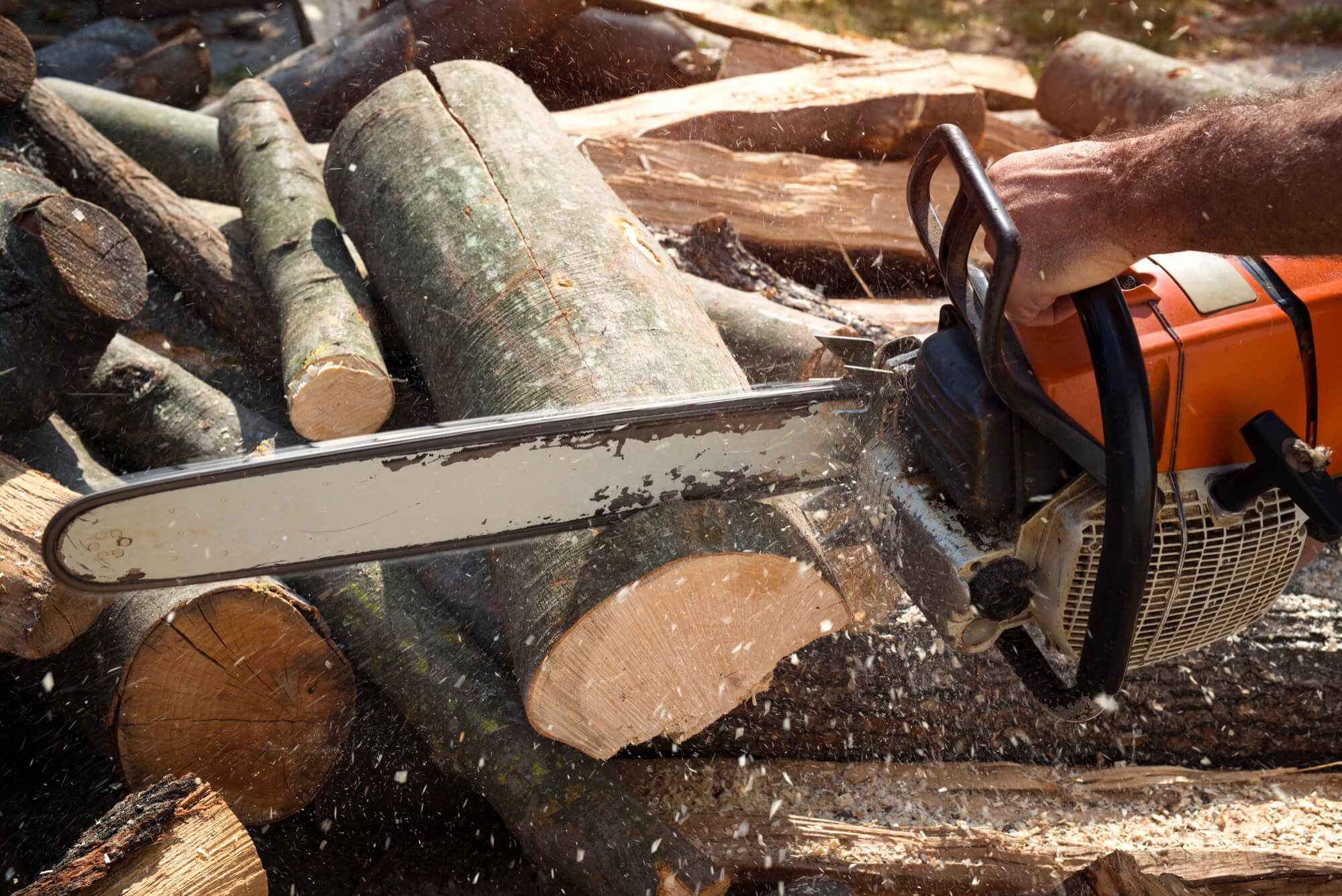 Tree Felling Port Elizabeth