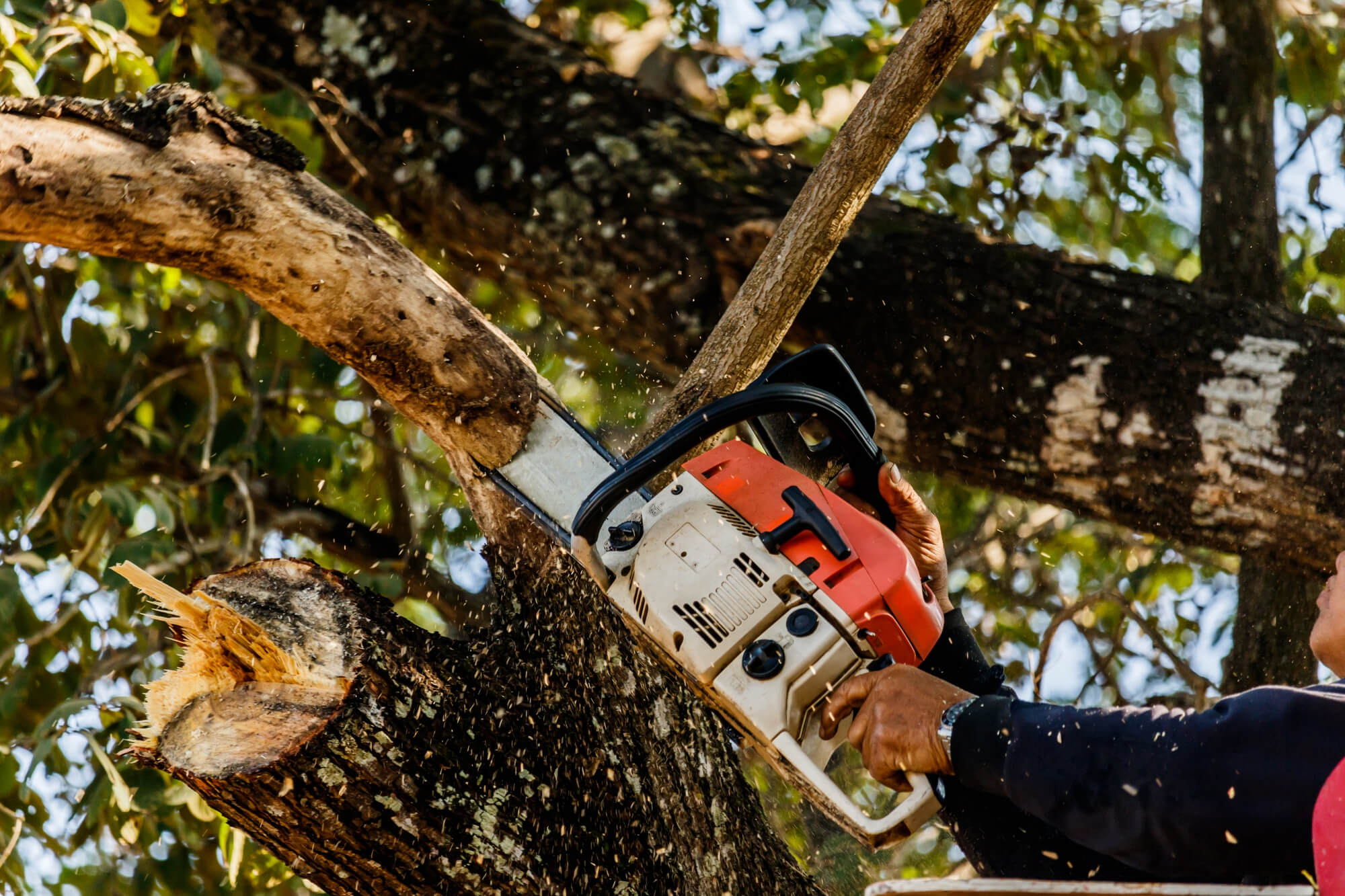 Tree Felling Port Elizabeth